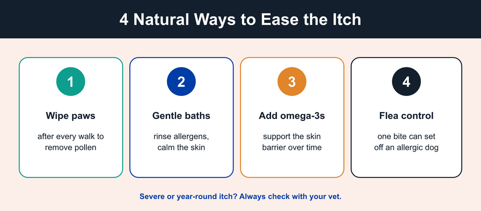 Decision guide showing when an itchy dog needs veterinary care versus daily skin and Allergy formula
