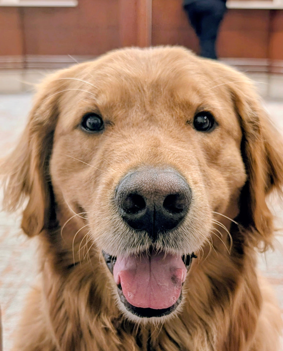 Normie the golden retriever with a happy open-mouth smile