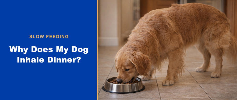 Golden retriever with a slow-feeding guide