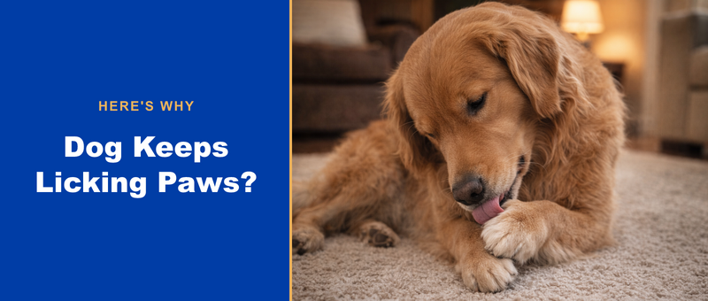 Dog licking a paw